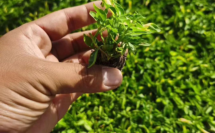 五色草種苗生產(chǎn)基地專業(yè)育苗區(qū)