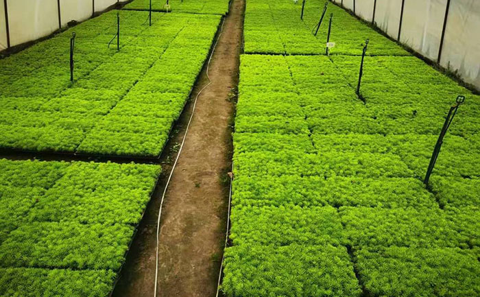 矮生五色草種苗生產(chǎn)基地栽培實(shí)景