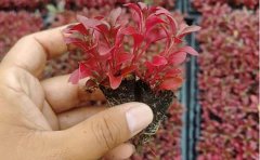 盆栽五色草種苗選購指南｜家庭園藝品種推薦