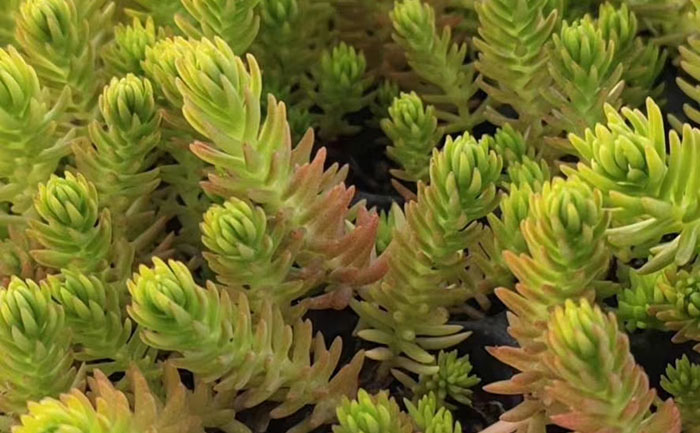 花不同園藝五色草母本園實(shí)景與隔離帶建設(shè)標(biāo)準(zhǔn)圖示