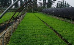 五色草種苗栽培技術(shù)全解析｜育苗到成苗操作指