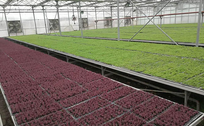 開封五色草種苗基地航拍全景圖