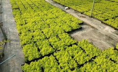 金葉佛甲草穴盤苗批發(fā) | 專業(yè)綠化種苗供應(yīng)商