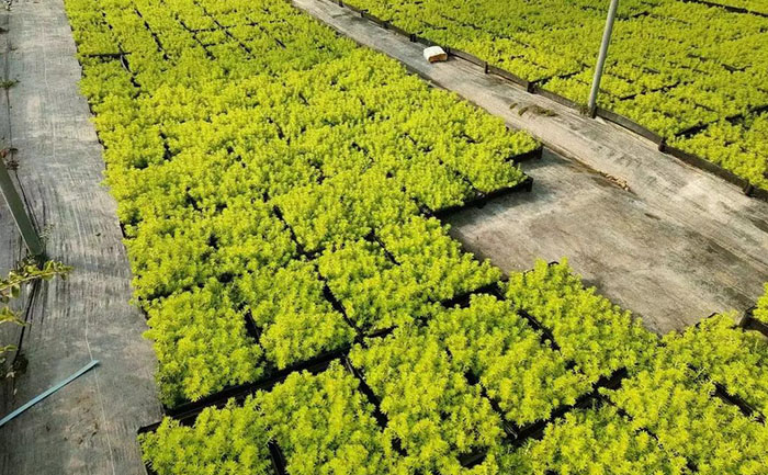 花不同園藝金葉佛甲草穴盤苗實(shí)拍圖（128孔標(biāo)準(zhǔn)穴盤）