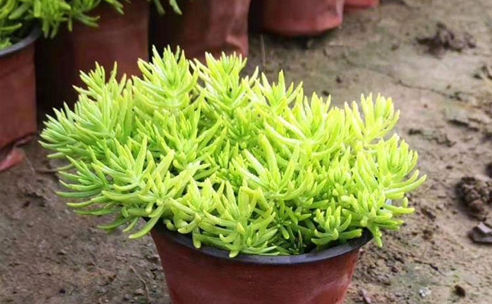 盆栽金葉佛甲草實例圖