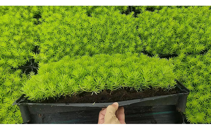 金葉佛甲草工程苗質(zhì)量檢測九項標準圖示