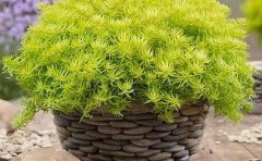 地栽金葉佛甲草多少錢一斤