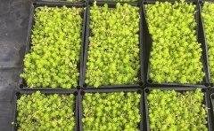 金葉佛甲草穴盤苗供應(yīng)價(jià)格｜工程綠化苗圃直供