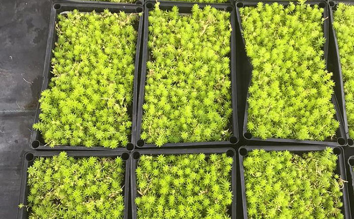 金葉佛甲草穴盤(pán)苗生產(chǎn)基地實(shí)景與規(guī)格對(duì)比圖