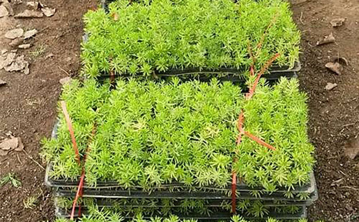 金葉佛甲草穴盤(pán)苗質(zhì)量檢測(cè)全流程圖示