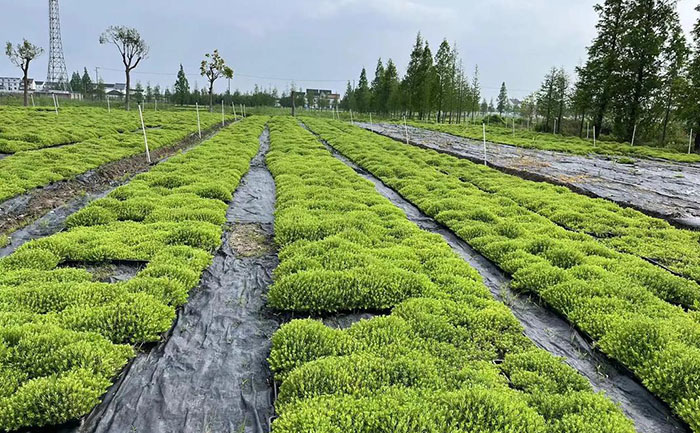 金葉佛甲草屋頂綠化應(yīng)用案例