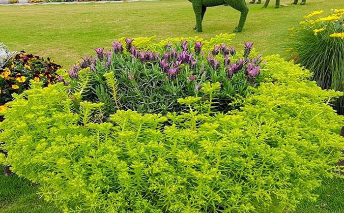 長三角金葉佛甲草供應鏈物流網絡示意圖