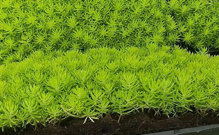 金葉佛甲草模塊化生產線實拍與施工效果對比