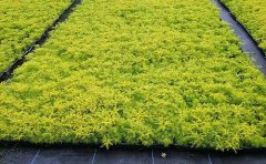 專業(yè)金葉佛甲草供應(yīng)商｜種苗生產(chǎn)與種植技術(shù)規(guī)