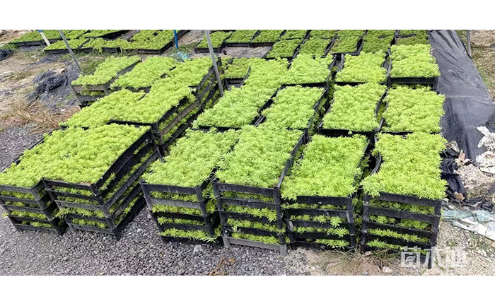 金葉佛甲草模塊化生產(chǎn)線與質(zhì)檢流程實拍