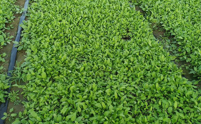 金葉佛甲草庭院設(shè)計效果