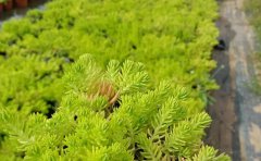 市政隔離帶佛甲草種植施工方案