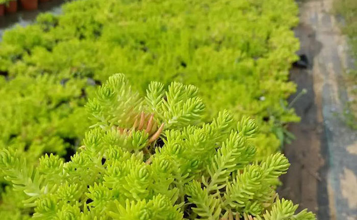 市政道路隔離帶佛甲草機(jī)械化種植現(xiàn)場實(shí)拍