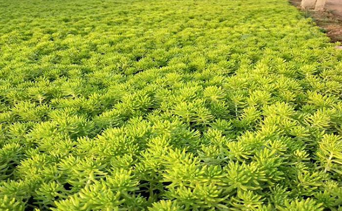 市政隔離帶佛甲草智能養(yǎng)護(hù)系統(tǒng)工作場景