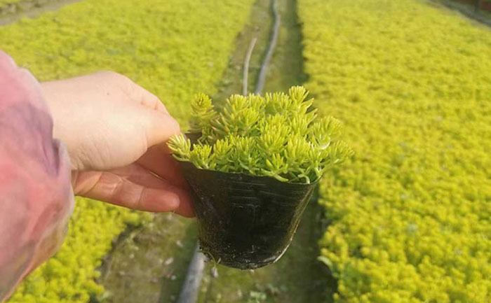 佛甲草成活率對(duì)比圖