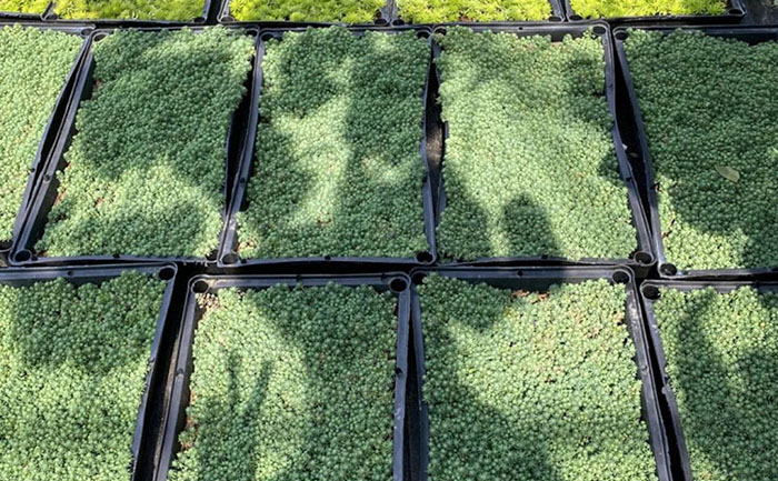 佛甲草護(hù)坡工程實(shí)景案例