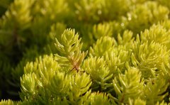 河南佛甲草種植基地｜專業(yè)供應(yīng)與屋頂綠化解決