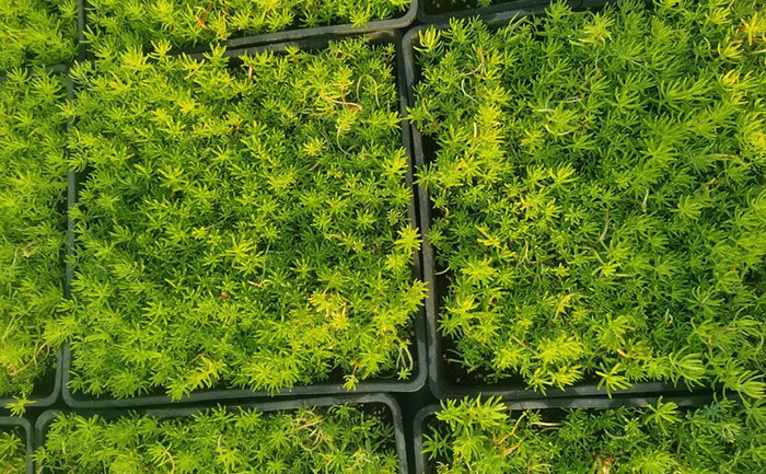 佛甲草常見病害癥狀對(duì)比圖譜與病原體顯微照片