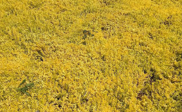 佛甲草澆水過量癥狀對(duì)比圖