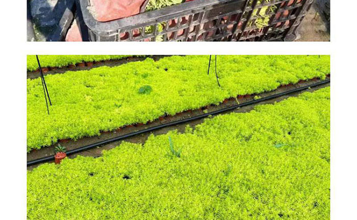 佛甲草種子智能催芽室環(huán)境參數(shù)監(jiān)測(cè)系統(tǒng)