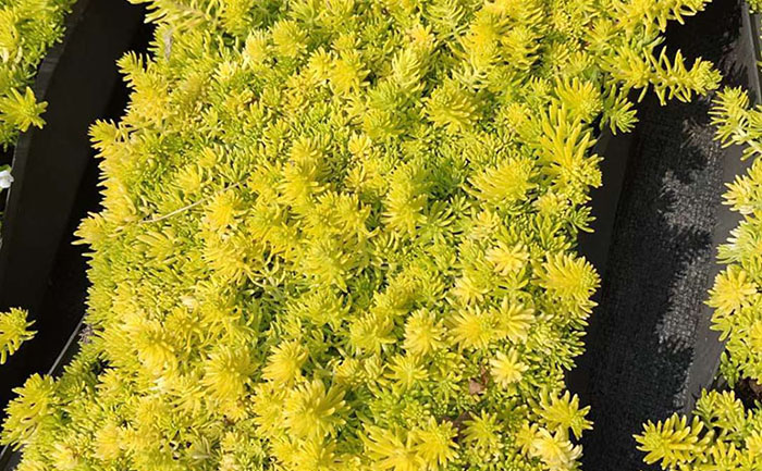 佛甲草模塊化鋪設(shè)工藝流程與專用工具展示