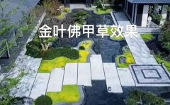 佛甲草四季常綠地區(qū)｜全年綠化解決方案與技術(shù)