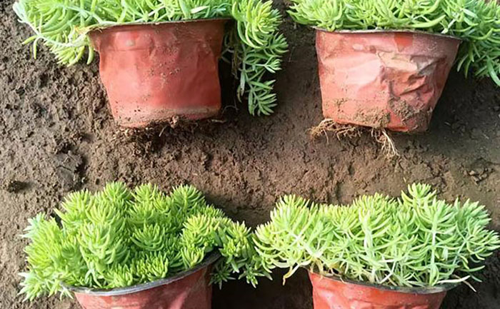 佛甲草垂直綠化鋼結構支撐系統(tǒng)與荷載分布圖